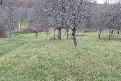 Teren de 4000 mp, în Cuieș - 3