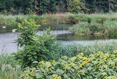 DE VANZARE Teren agricol 4500mp Moara Vlasiei - 2