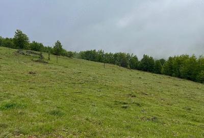 Teren de 15000 mp, în Bubești - 3