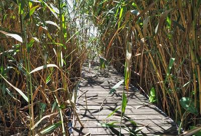 VILA 6 CAMERE SNAGOV IZVORANI LAC -TEREN 1800mp - 12