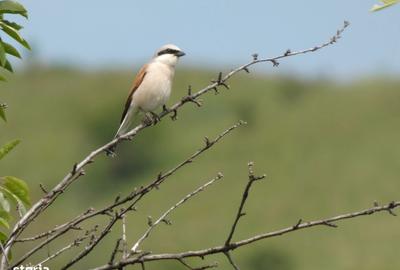 Casă cu 6 camere cu Teren 12900 Mp în Cotnari - 1