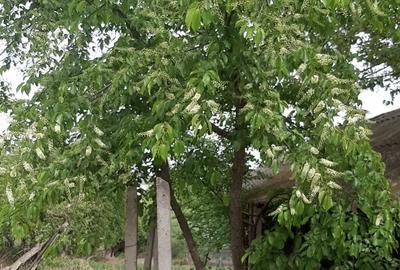 Casă cu 5 camere în Daneți - 4