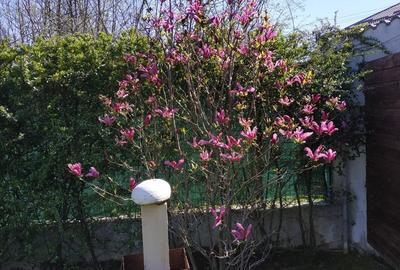 Vanzare vila deosebita mobilata si utilata Corbeanca - 56