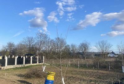 Teren de 600 mp, în Narcisa - 2