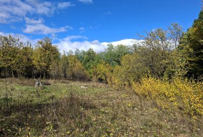 Priveliste de vis, 5 camere + anexe, teren 7000 mp, gata de mutat - comision 0%! - 11