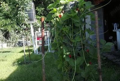 Casă cu 5 camere cu Teren 2100 Mp în Ordoreanu - 7