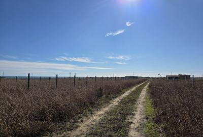 Teren intravilan 548 mp in Corbu, ideal pentru investitie Teren intravilan 548 mp in Corbu, ideal pentru investitie - 3