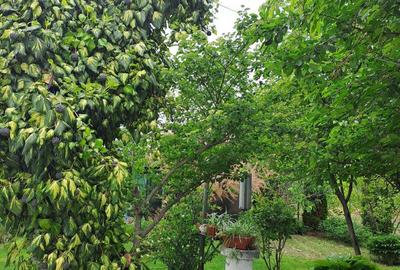 Casă cu 6 camere cu Teren 3500 Mp în Cireșu - 1