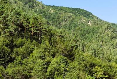 250 Ha TEREN PADURE pe VALEA OLTULUI, in Balota- Racovita, jud. Valcea, acces DE - 6