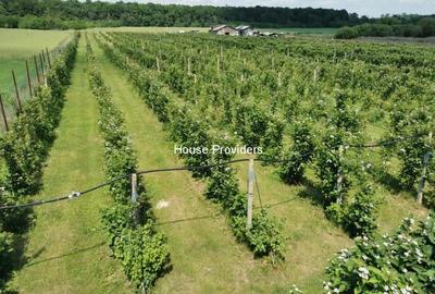 Teren Snagov Izvorani, loturi 500 - 1000Mp - 3