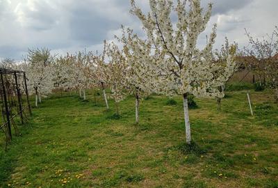 Casă cu 3 camere în Paleu - 5