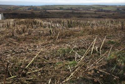 Teren intravilan, 5000 mp, Siret - 8