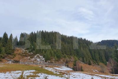 Teren în Fundata - 4