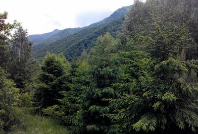 Teren Construcții intravilan de 5700 mp, în Râu de Mori - 5