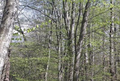 Teren de 5000 mp, în Valea Danului - 8