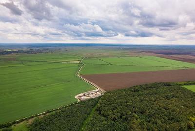 Teren 1584 Hectare pe lunca Mureșului - 3
