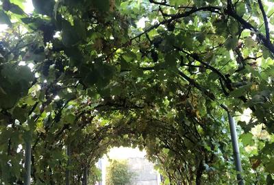 Vand casa, comuna Tiganesti, judetul Teleorman - 1