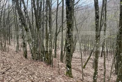 Teren de 3500 mp, în Central - 4