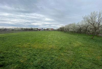 Casă cu 2 camere cu Teren 2880 Mp în Sintea Mare - 7