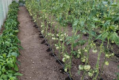 Gospodarie saseasca, cu 3200mp teren - 4