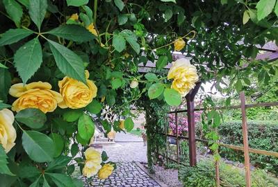 Casă cu 3 camere în Dănești - 4