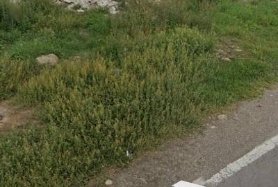 Teren intravilan Dărmănești - 1