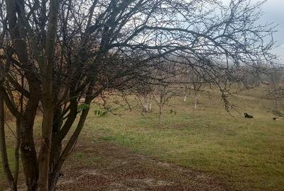 Teren Construcții intravilan de 4062 mp, în Cătunu (Drajna) - 2