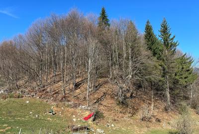 Teren 7000 mp Fundata la 15 km de  zona Bran-Moeciu - 7