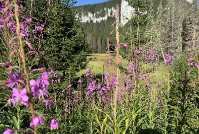 Teren de 3000 mp, în Exterior Vest - 3