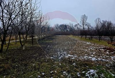 Teren Construcții intravilan de 4516 mp, în Doina - 2