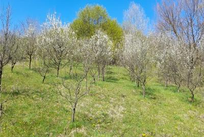 Teren de 46 mp, în Brănești - 7