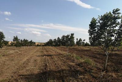 Teren de 49178 mp, în Slobozia Conachi - 1