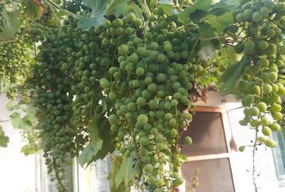 Casă cu 4 camere în Moroda - 7