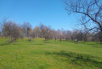 Teren de 17264 mp, în Pietroasa - 8