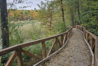 Teren intravilan 2000 mp zona Lac Stei Teren intravilan 2000 mp zona Lac Stei - 2