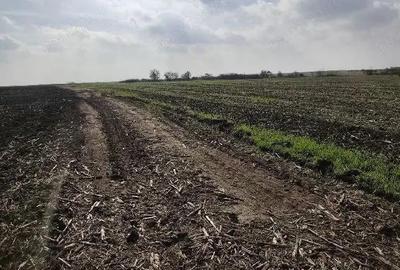 Teren extravilan Varvoru de Jos, jud Dolj - 2