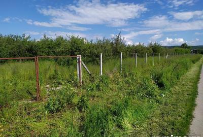 Teren de 10000 mp, în Băicoi - 5