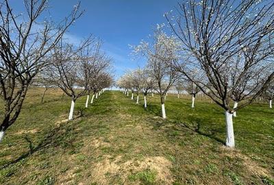 Spațiu comercial, în Păulești - 6