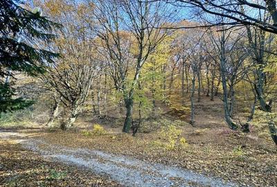 Vilă individuală de vânzare în Râșnov, Zona Primăverii | Natură și Confort - 9