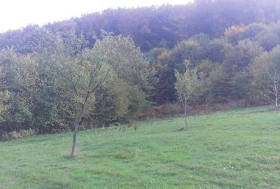 Teren de 3300 mp, în Dobra - 3