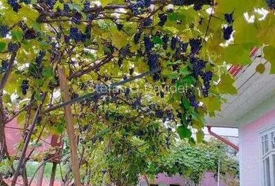 Vand casa cu Anexe in Sasca Mica - 5