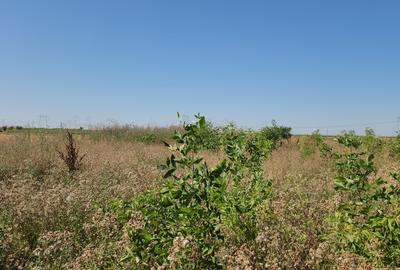 Frumusani, Pasarea, stradal DJ, ideala investitie, intravilan - 8