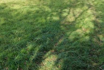 Vanzare teren intravilan  1321 mp in Gusterita - 3