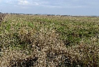 Teren 7700mp Lazuri, Dambovi?a - 3