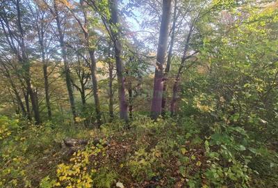 Teren intravilan de vanzare in Telega Teren intravilan de vanzare in Telega - 5