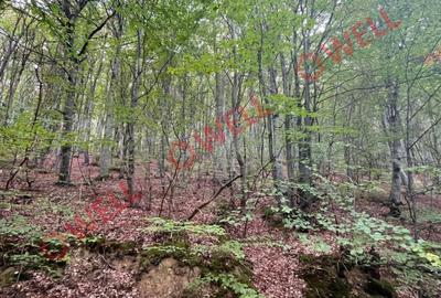 De vânzare pădure mixtă în Dalnic! - 3