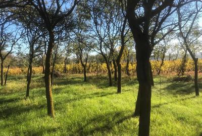 Casă cu 6 camere în Jariștea - 3