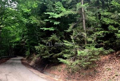 Teren 7 ha, Lac Vidraru, Podis Molivis - 13