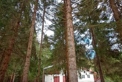 Casă cu Teren 2000 Mp în Dealu Negru - 3