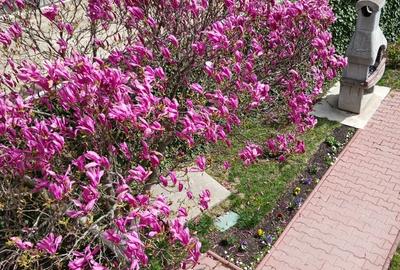 Clinceni, str. Putul Olteni - 19